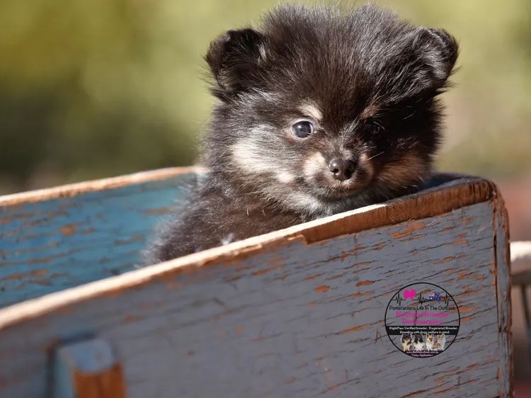 Pomeranians life in the outback