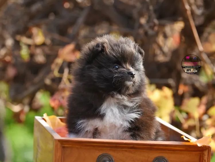 Pomeranians life in the outback