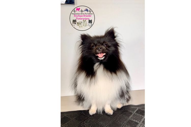 Pomeranians life in the outback