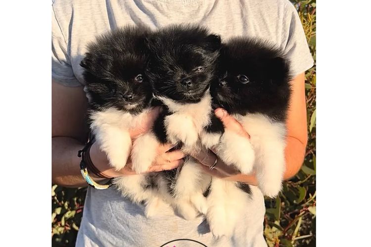 Pomeranians life in the outback