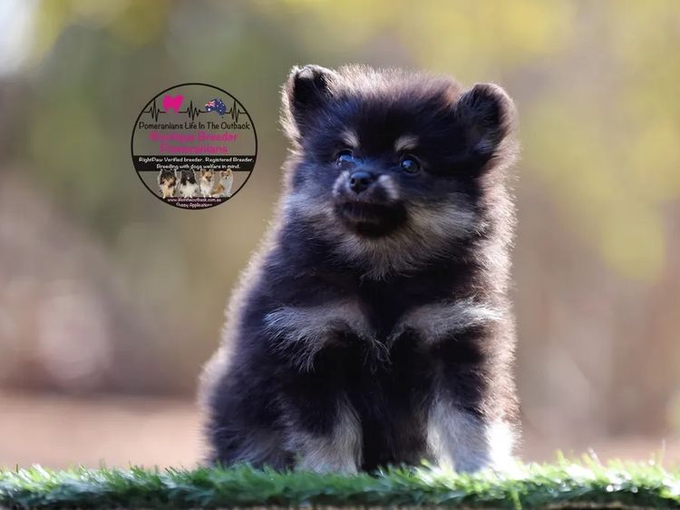 Pomeranians life in the outback
