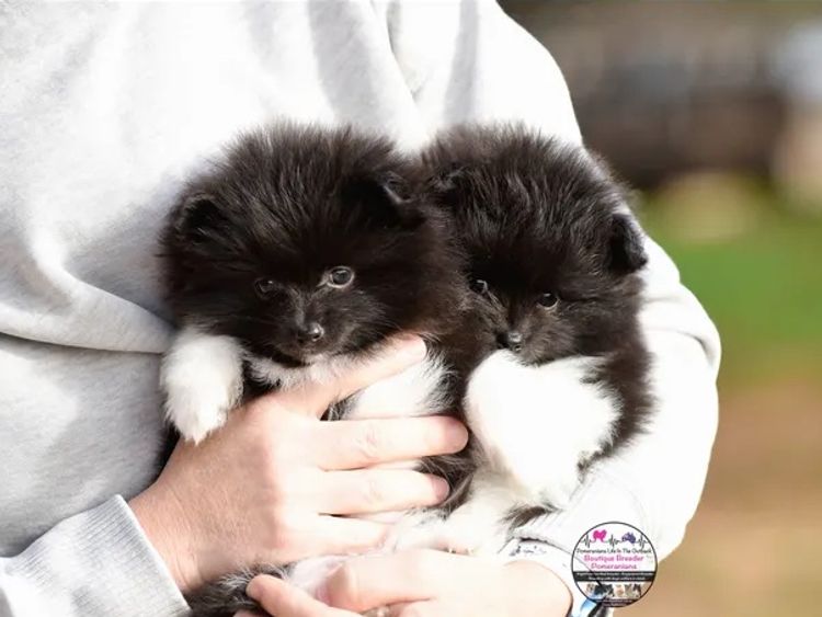 Pomeranians life in the outback