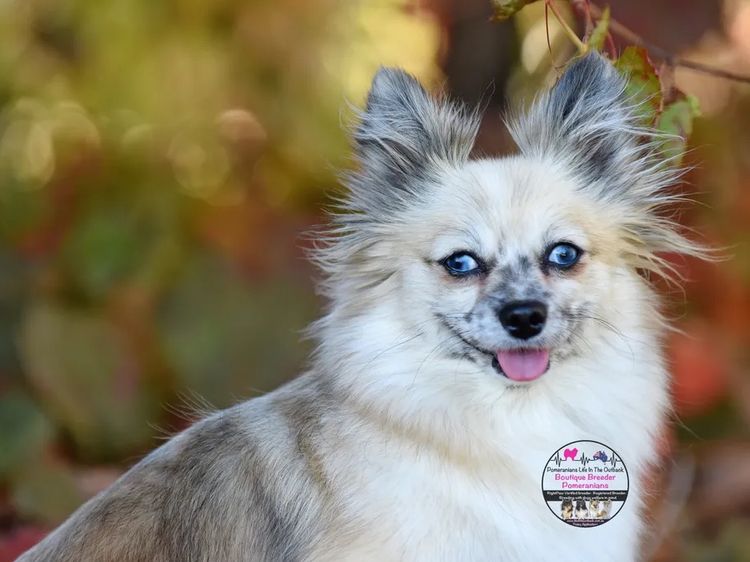 Pomeranians life in the outback