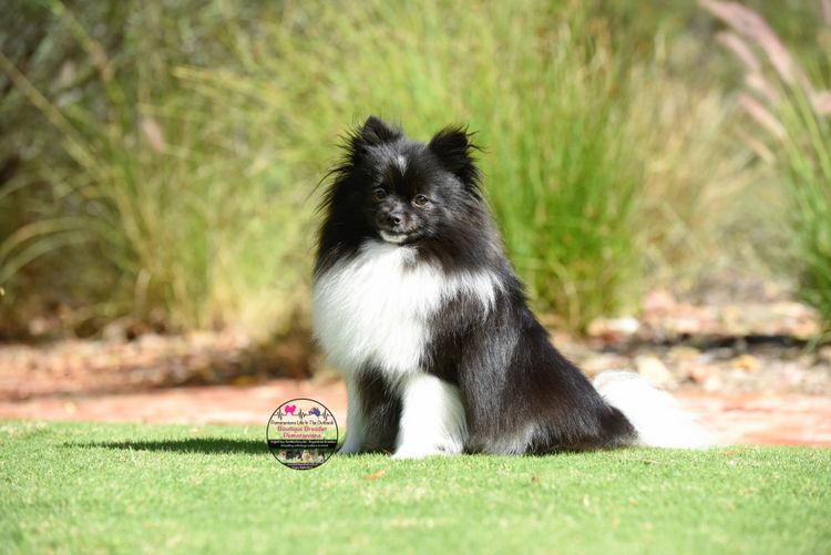 Pomeranians life in the outback