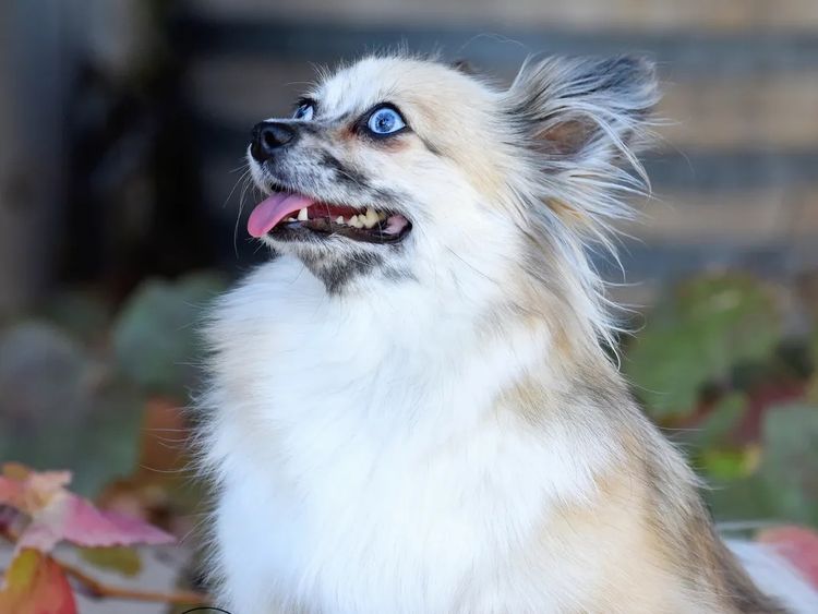 Pomeranians life in the outback