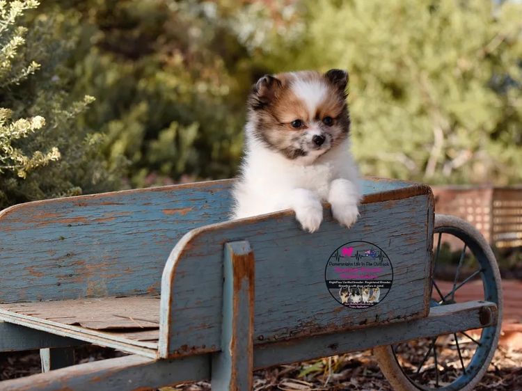 Pomeranians life in the outback