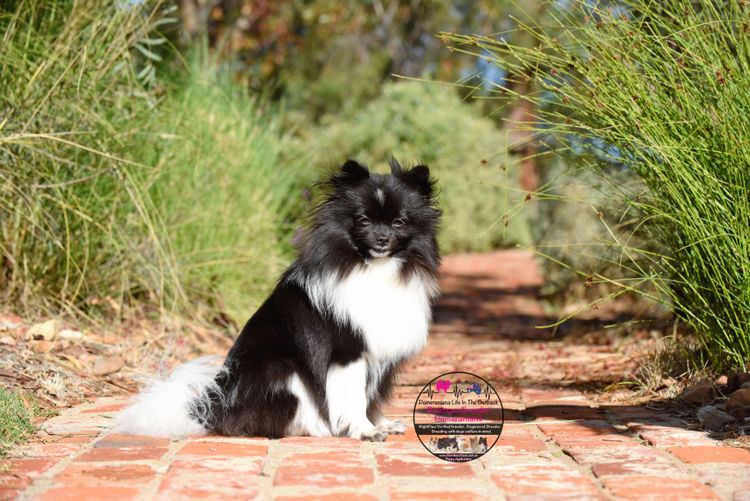 Pomeranians life in the outback
