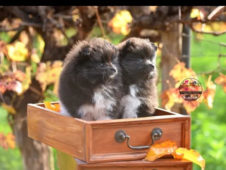 Pomeranians life in the outback