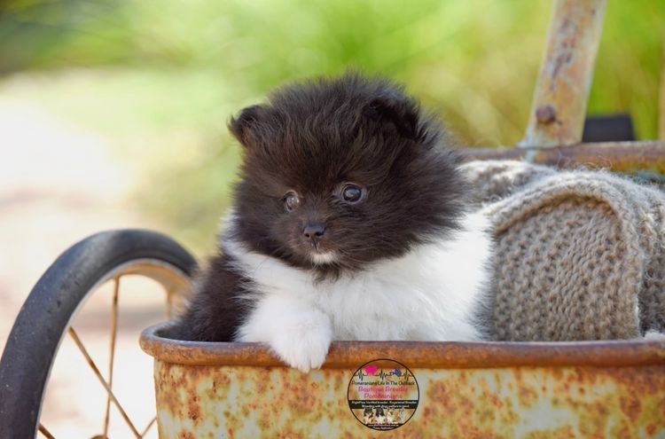 Pomeranians life in the outback