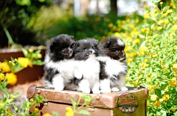 Pomeranians life in the outback