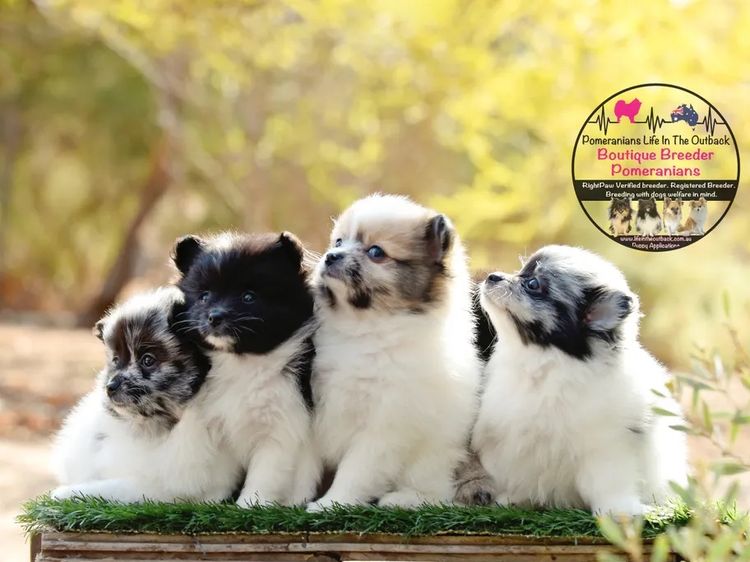 Pomeranians life in the outback