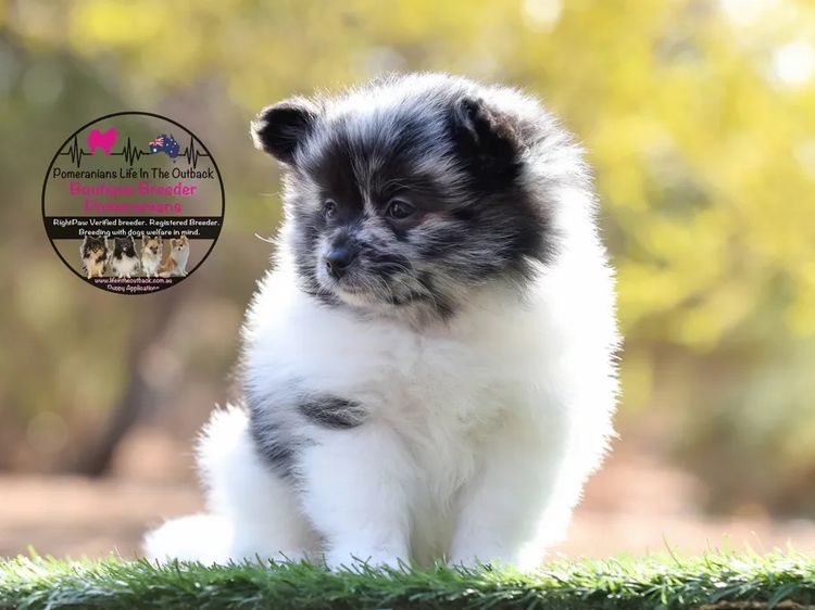 Pomeranians life in the outback