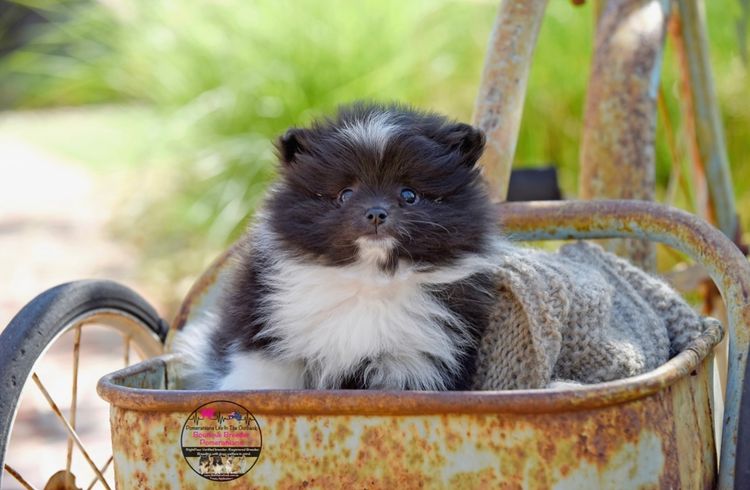Pomeranians life in the outback