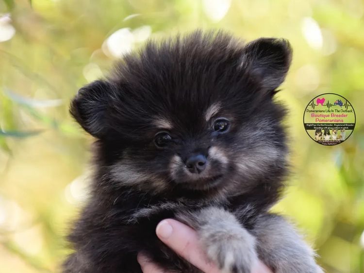 Pomeranians life in the outback