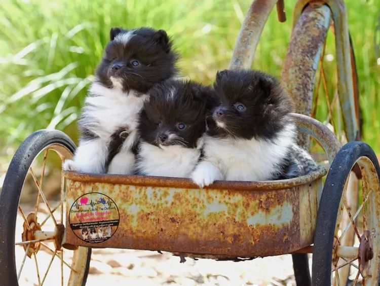 Pomeranians life in the outback