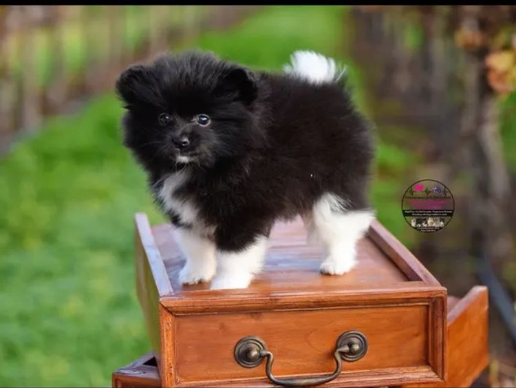 Pomeranians life in the outback