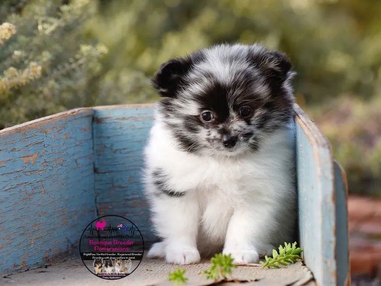 Pomeranians life in the outback