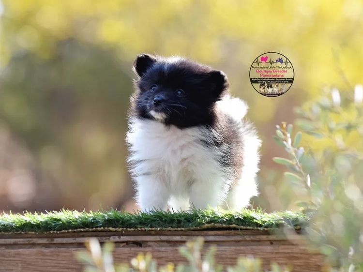 Pomeranians life in the outback