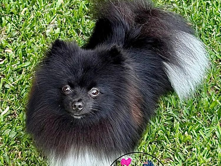 Pomeranians life in the outback
