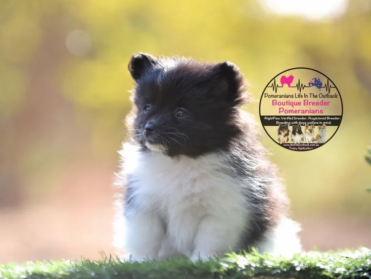 Pomeranians life in the outback
