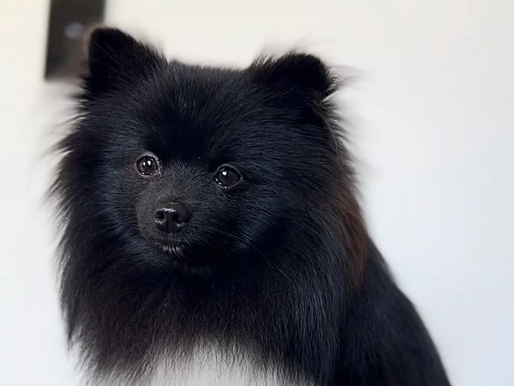 Pomeranians life in the outback