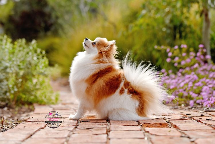 Pomeranians life in the outback
