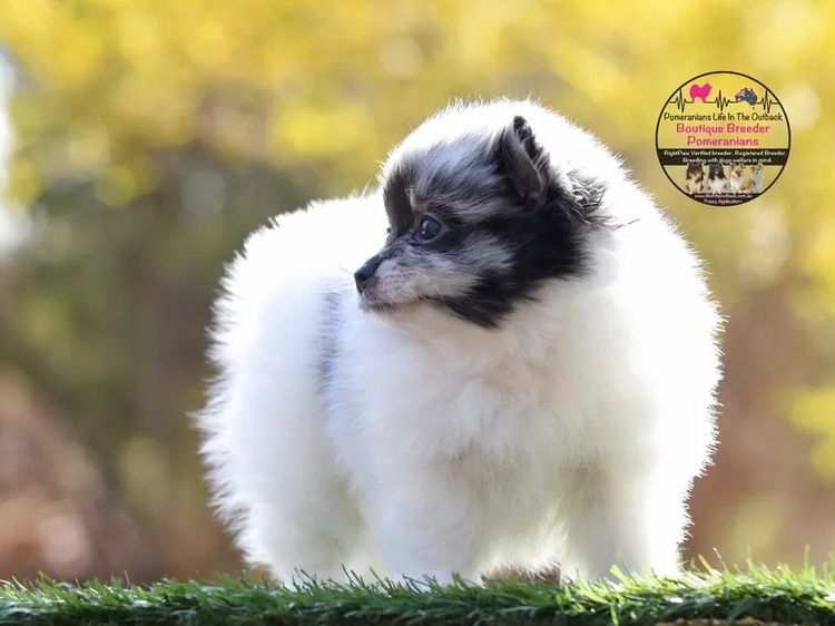 Pomeranians life in the outback