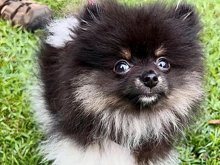 Pomeranians life in the outback