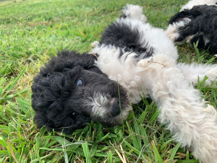 Standard Parti Poodles Australia