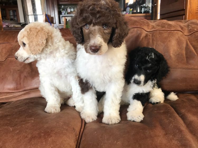 Standard Parti Poodles Australia