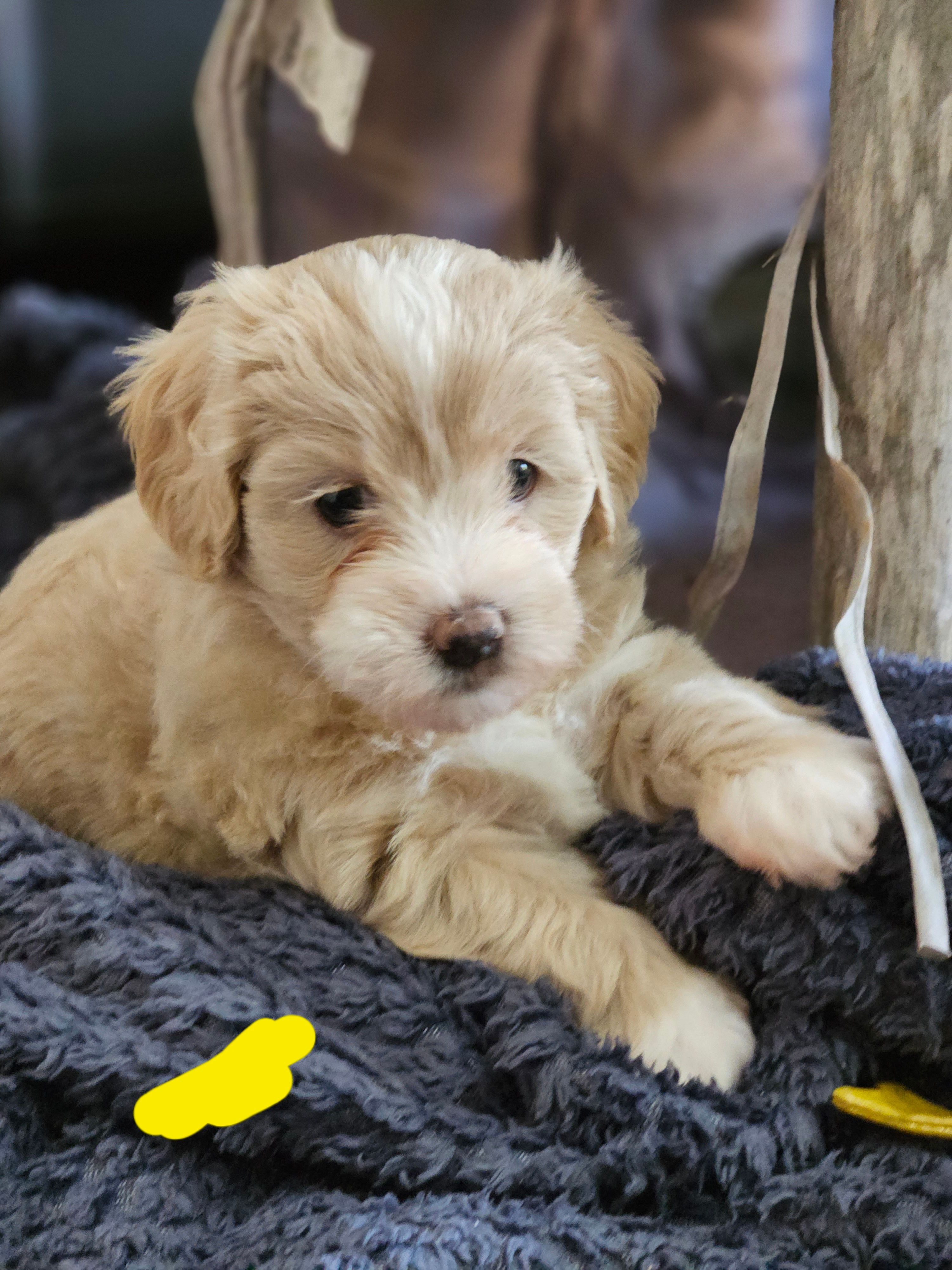 Moodle puppies for sale near best sale me