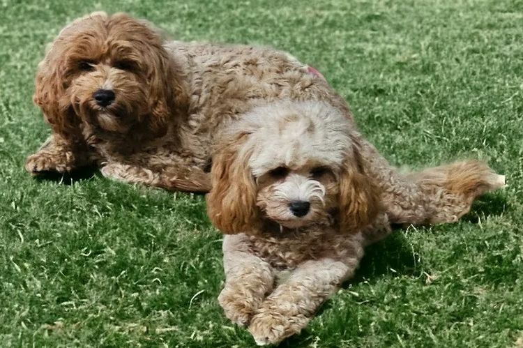 Wattle Vale Cavoodles