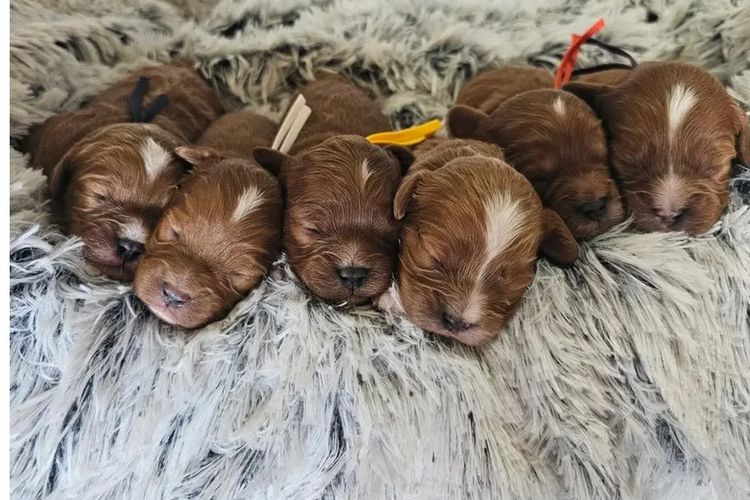 Wattle Vale Cavoodles
