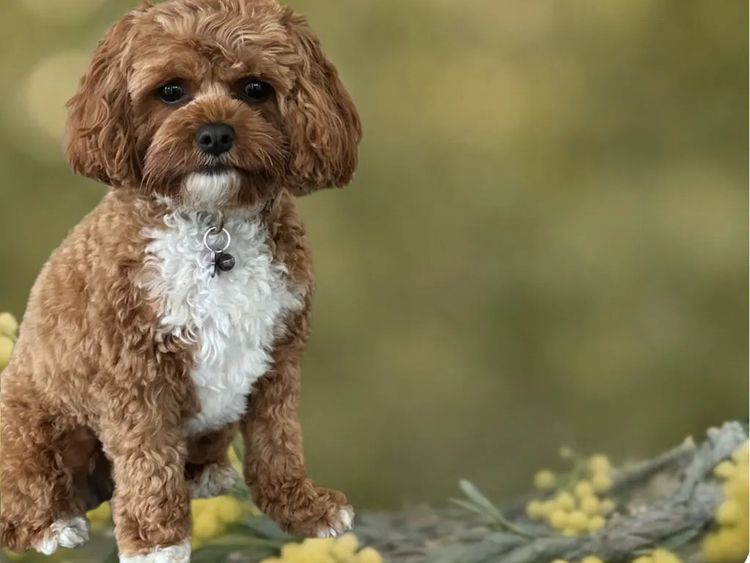 Wattle Vale Cavoodles