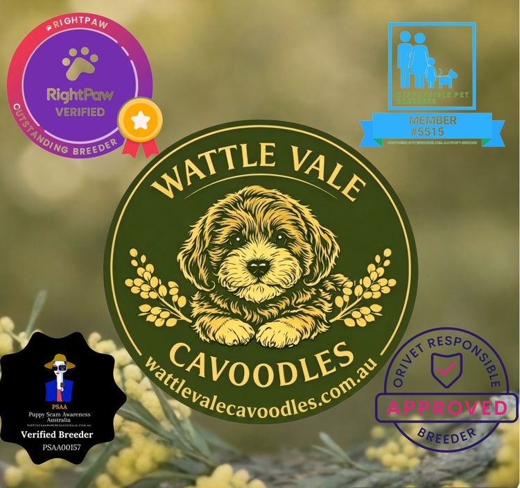 Wattle Vale Cavoodles