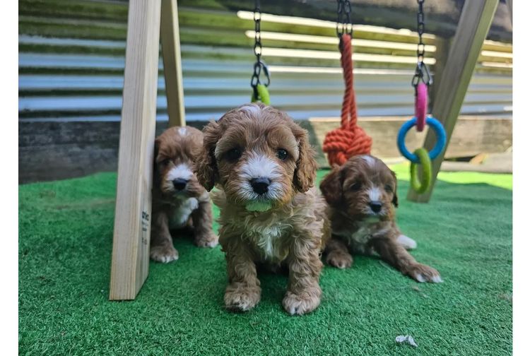 Wattle Vale Cavoodles