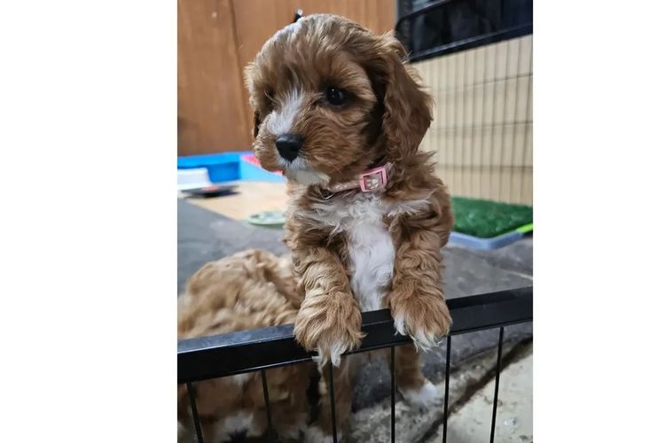 Wattle Vale Cavoodles