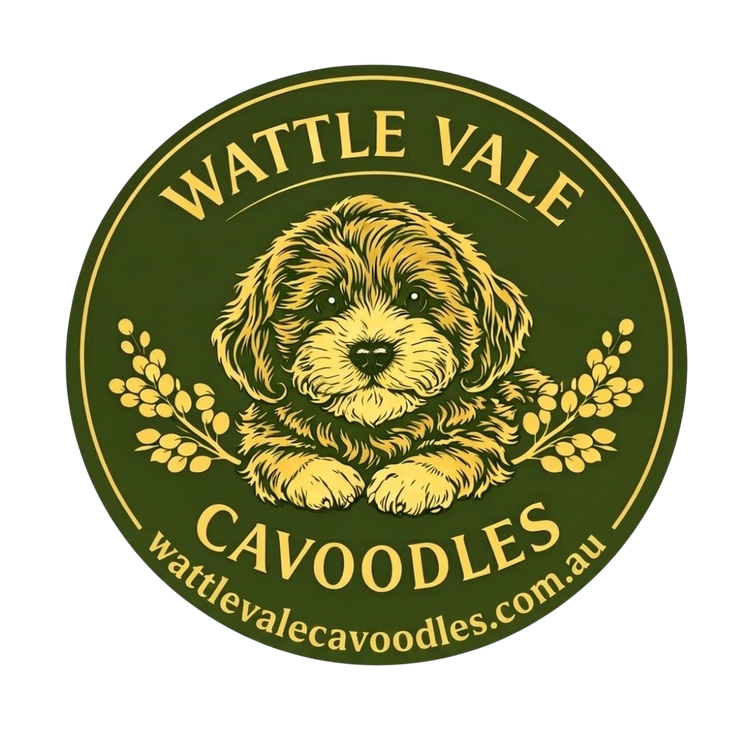 Wattle Vale Cavoodles