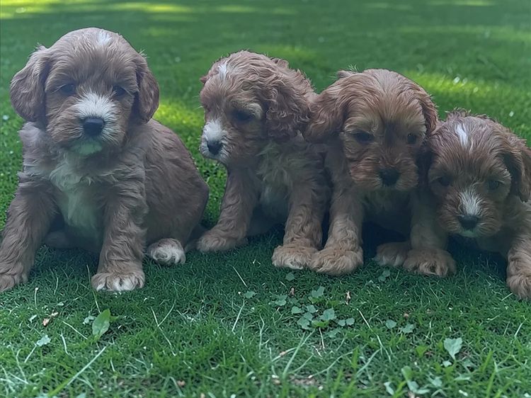 Wattle Vale Cavoodles