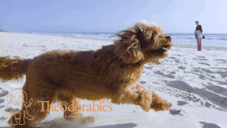 Theodorables & Co. Companion Dogs