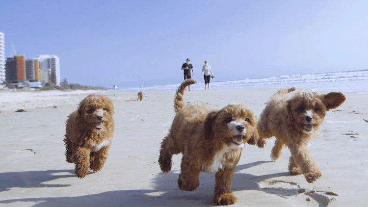 Theodorables & Co. Companion Dogs