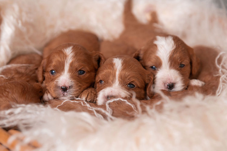Theodorables & Co. Companion Dogs