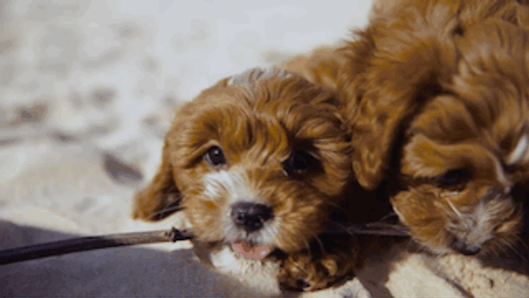 Theodorables & Co. Companion Dogs