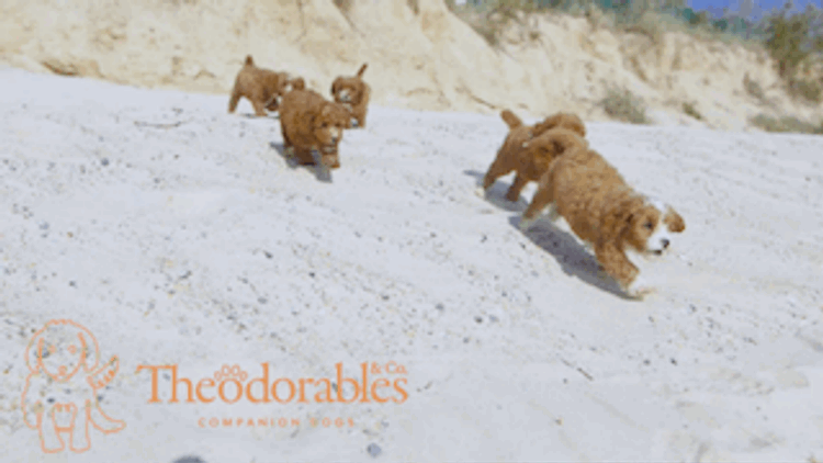Theodorables & Co. Companion Dogs