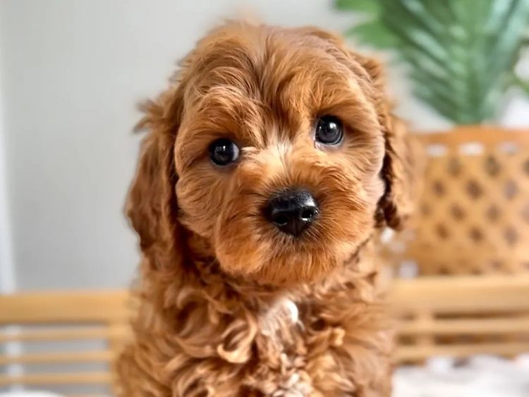 Theodorables & Co. Companion Dogs