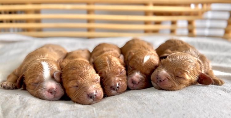 Theodorables & Co. Companion Dogs