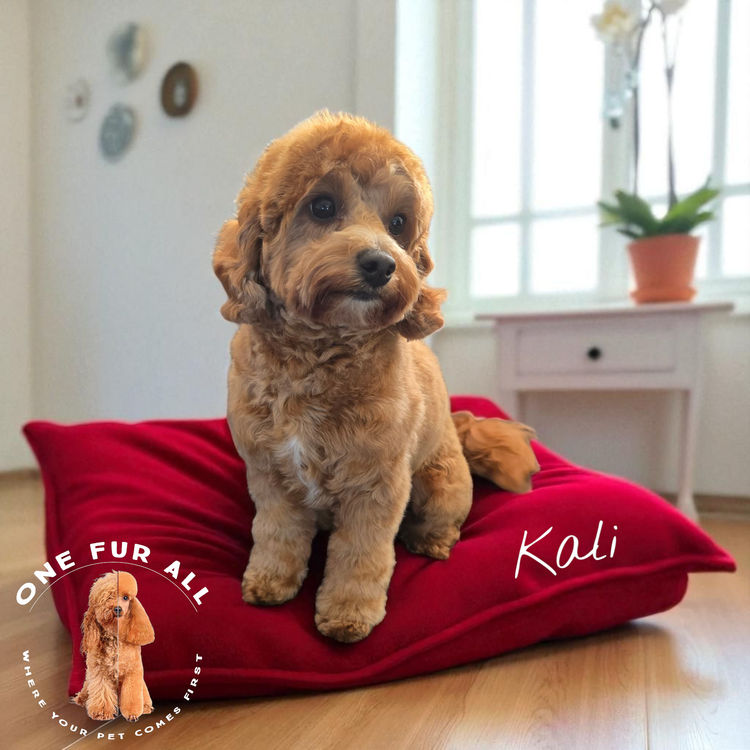 One Fur All: Cavoodles