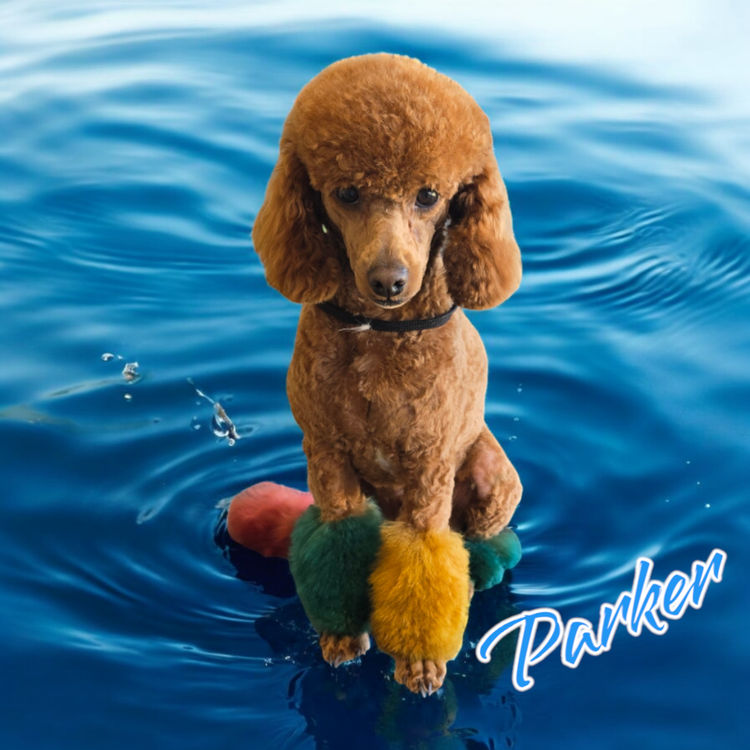 One Fur All: Cavoodles