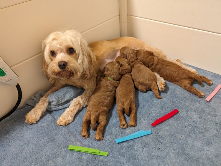One Fur All: Cavoodles