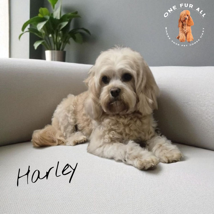 One Fur All: Cavoodles